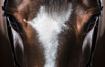 Flávia Raucci: A arte de fotografar Cavalos